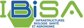 Ibisa